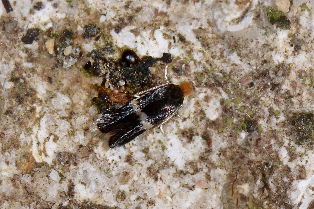 Nepticulidae:  Stigmella sp.